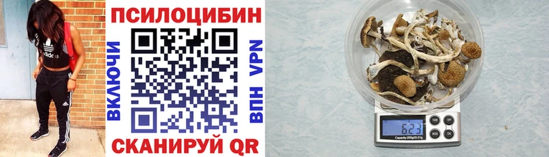 Псилоцибиновые грибы Psilocybe  купить закладку  Новосибирск 